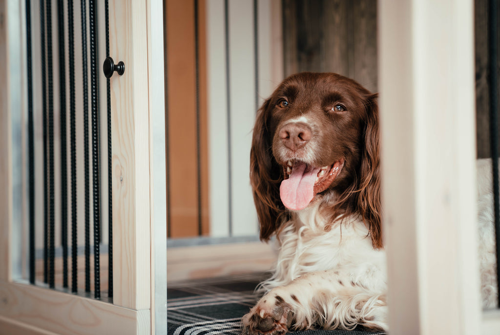 Brown and white springer spaniel lying comfortably inside a handmade single wooden indoor dog crate with metal bars and plaid cushion