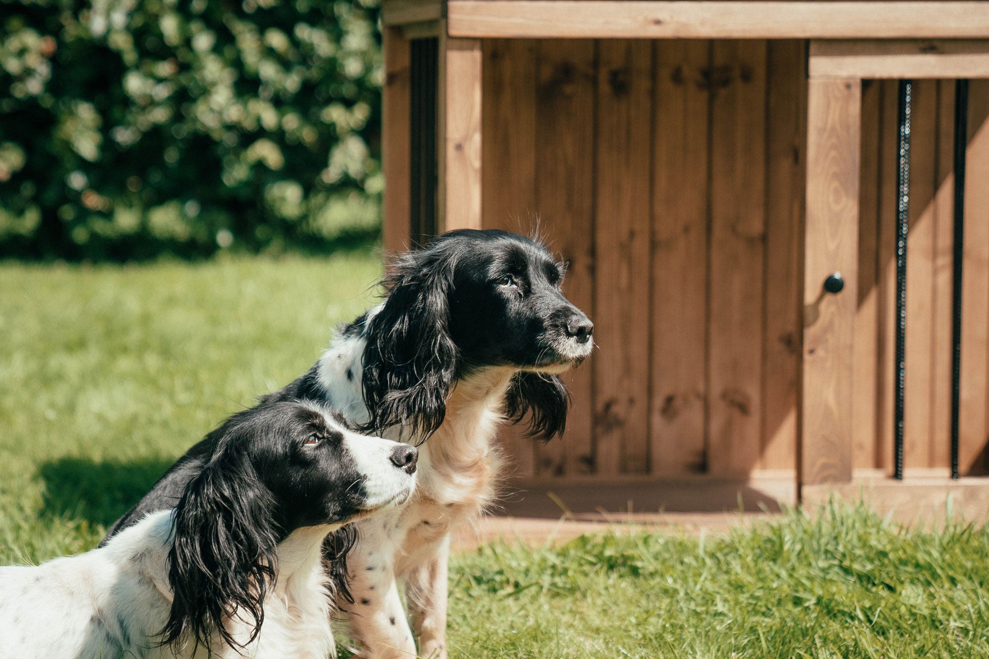 Two black-and-white spaniels sitting on grass beside a handcrafted wooden double dog crate from Countryside Carpentry.