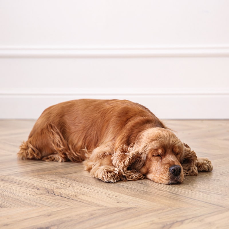 Your dogs personality and sleeping habit
